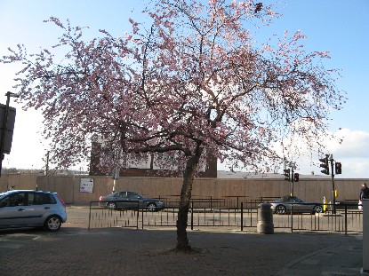 cherry tree blossoming. Cherry tree blossom that